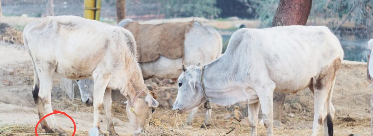 Lameness in Cattle