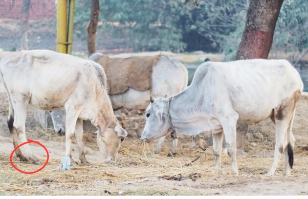 Lameness in Cattle