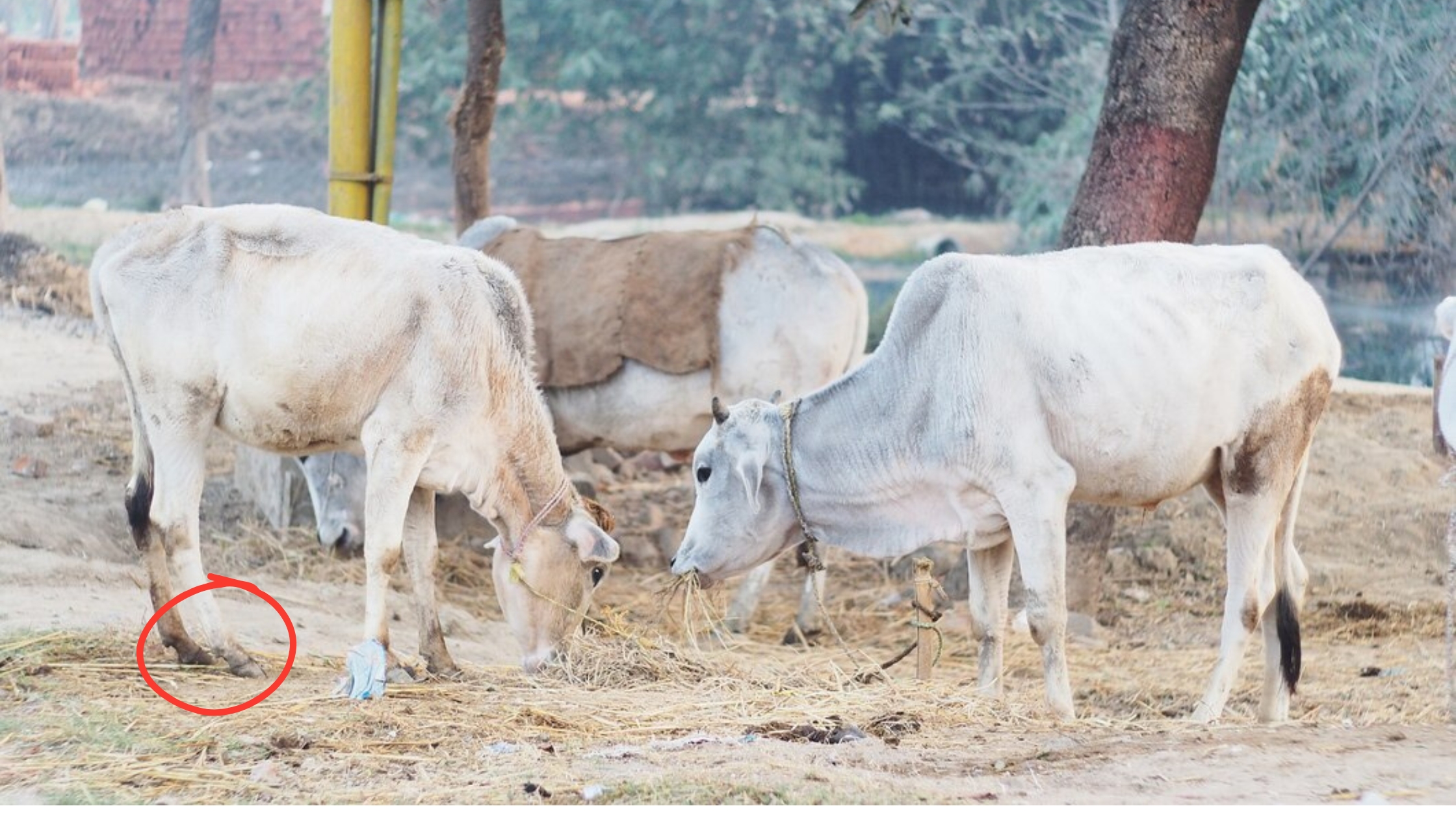 Lameness in Cattle