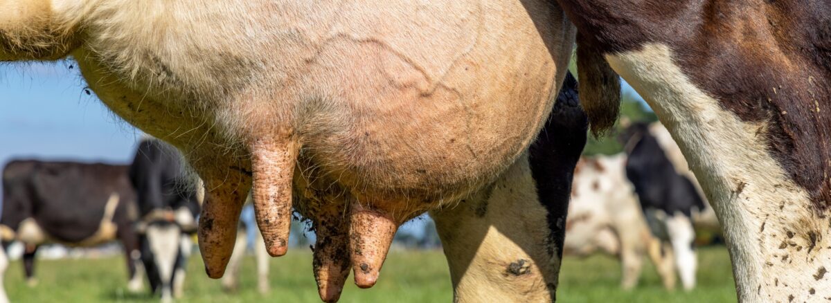 mastitis in dairy cows