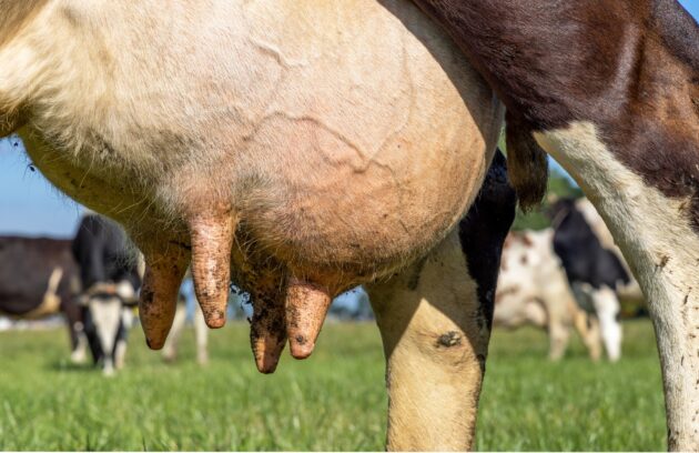 mastitis in dairy cows