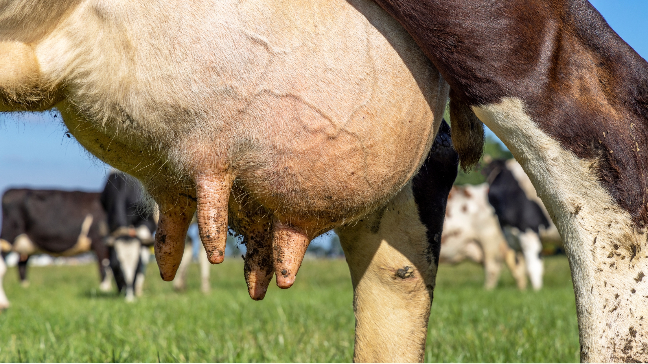 mastitis in dairy cows