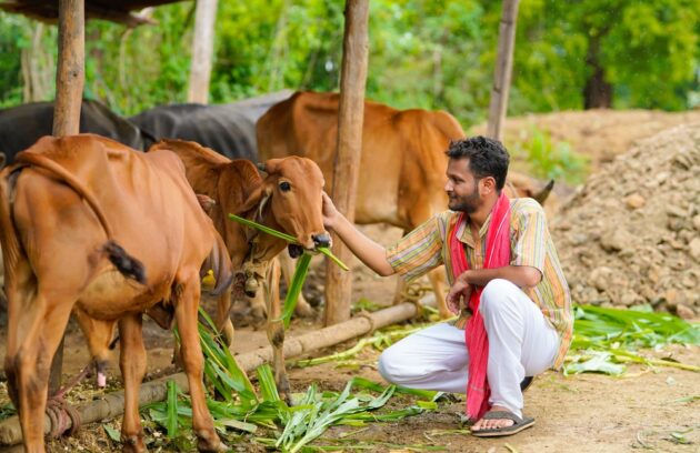 calf health management