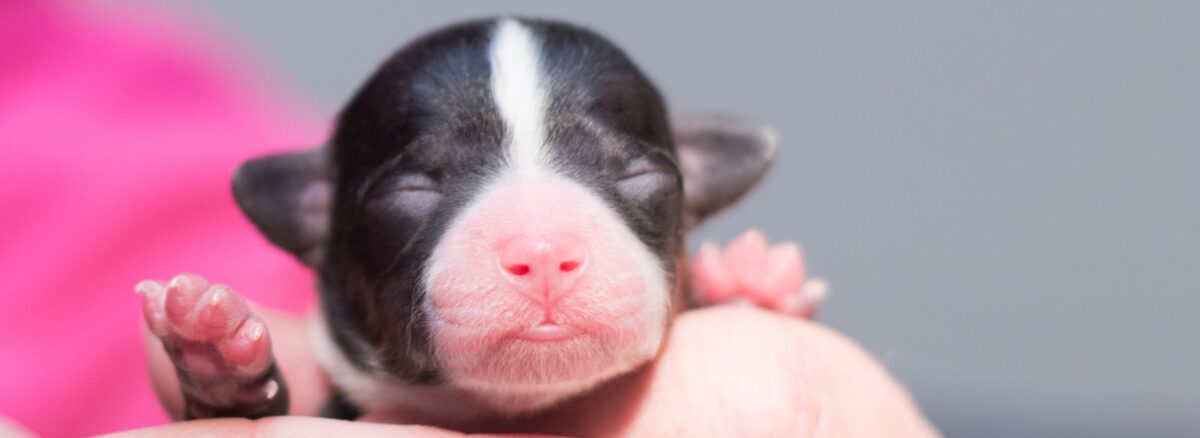 Newborn puppy care guide