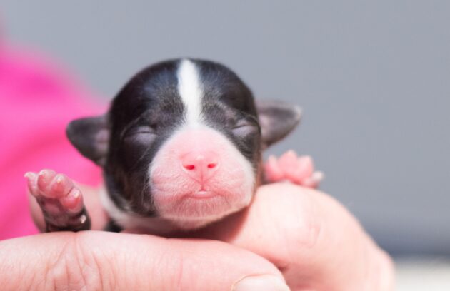 Newborn puppy care guide