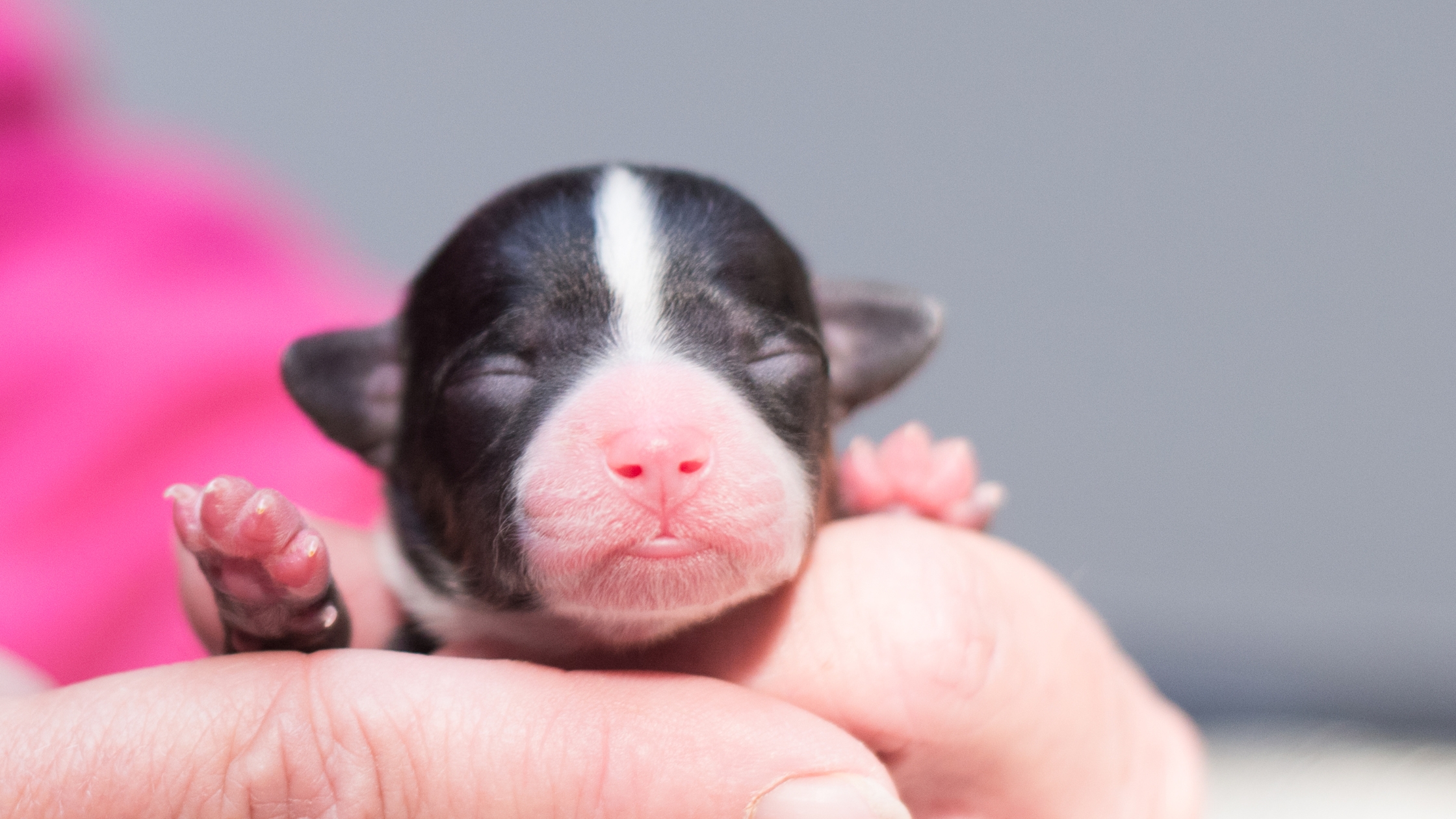 Newborn puppy care guide