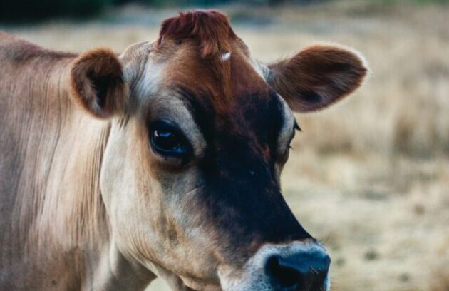 Closeup shot of brown cow on a field