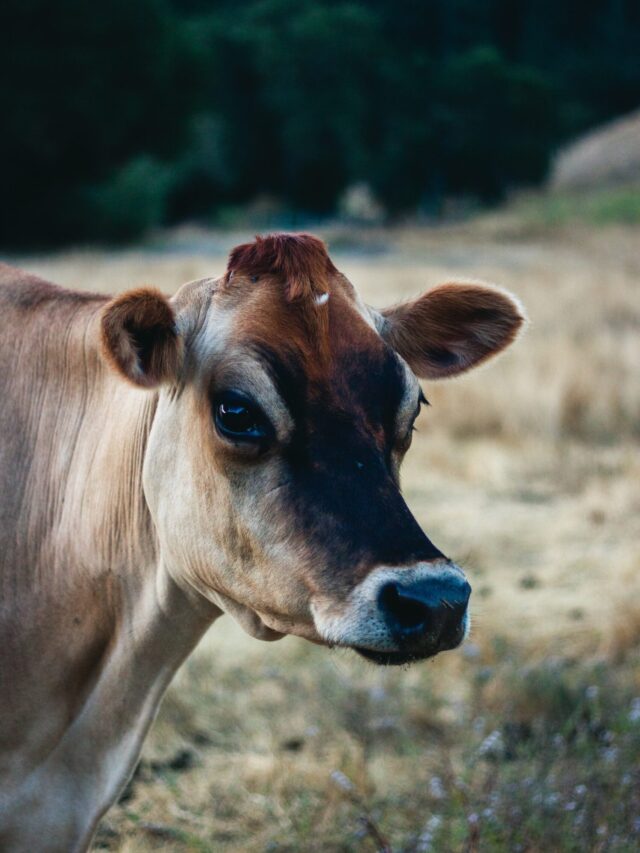 Prevent Mastitis in Dairy Cows – Essential Tips