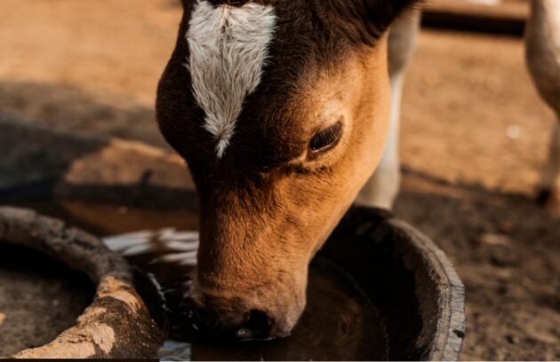 clean water for cattle