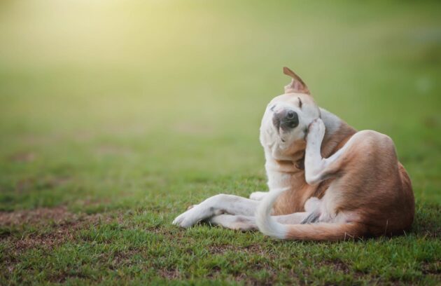 dog allergy