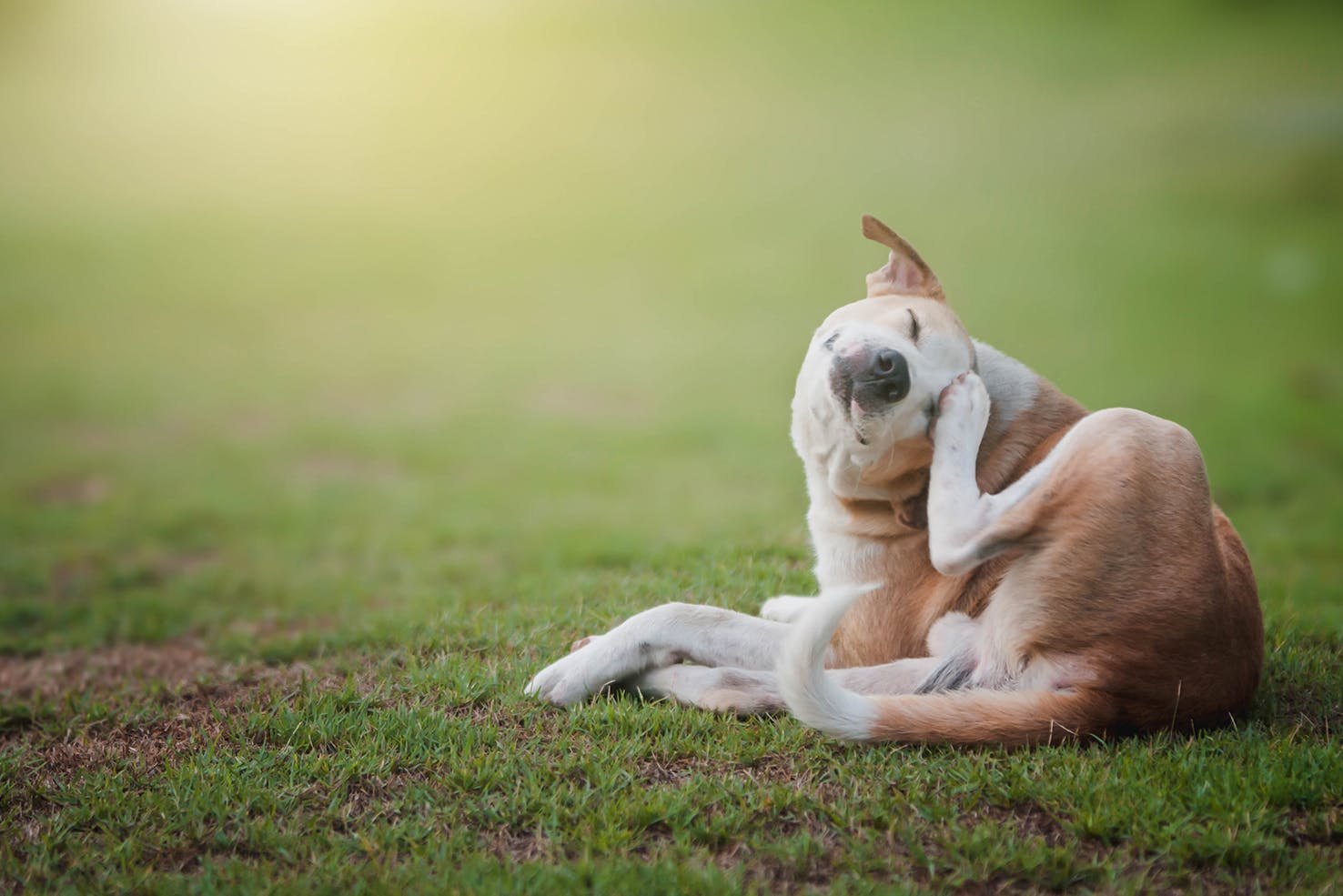 dog allergy