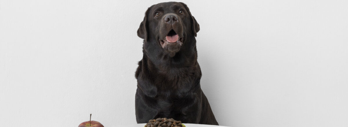 healthy food for pets