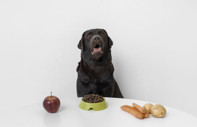 healthy food for pets