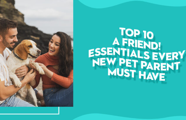 pet supplies for beginners