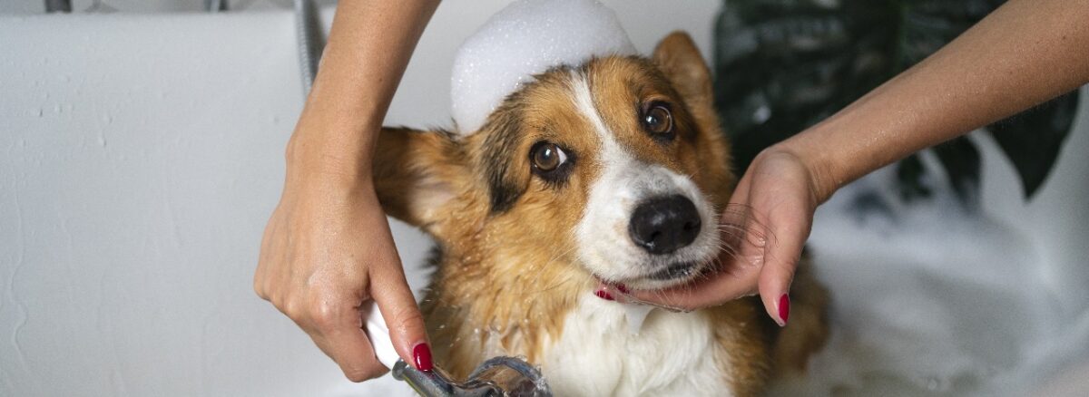 dog bathing guide
