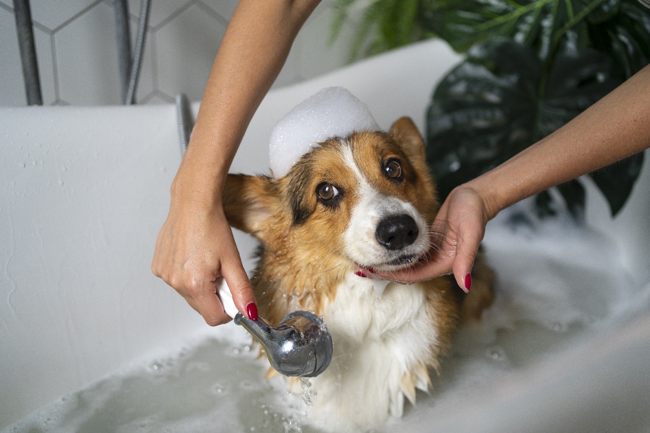 dog bathing guide