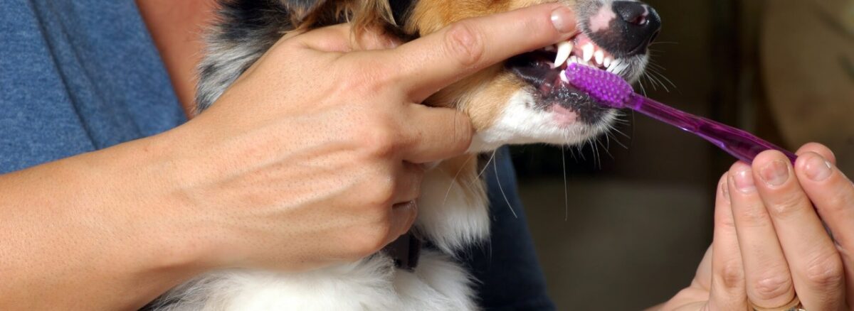 Is your pet showing signs of dental issues? Discover 5 key symptoms that mean it’s time for a professional vet dental cleaning today.