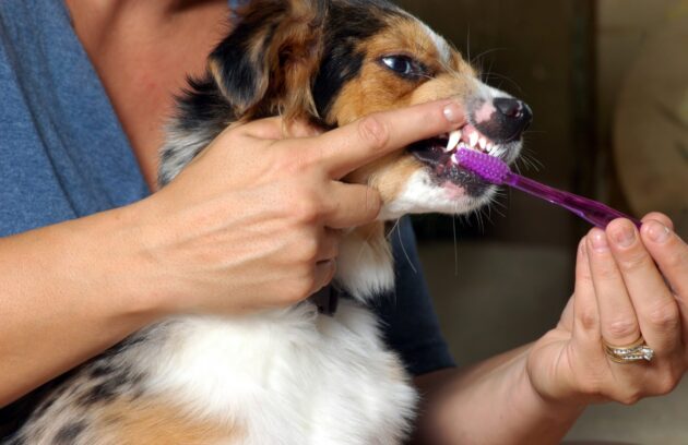 Is your pet showing signs of dental issues? Discover 5 key symptoms that mean it’s time for a professional vet dental cleaning today.