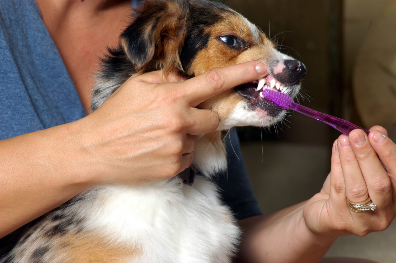 Is your pet showing signs of dental issues? Discover 5 key symptoms that mean it’s time for a professional vet dental cleaning today.