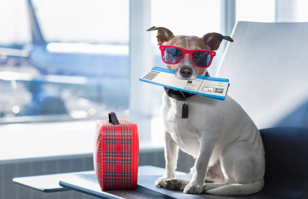 Pet travel safety tips
