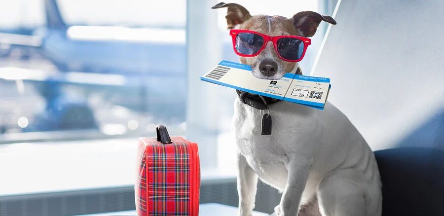 Pet travel safety tips