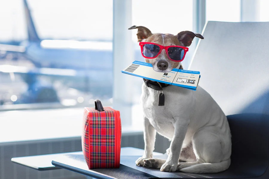 Pet travel safety tips