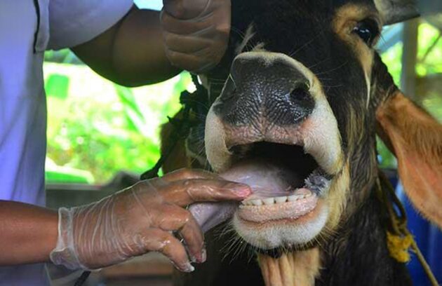 FMD symptoms in livestock