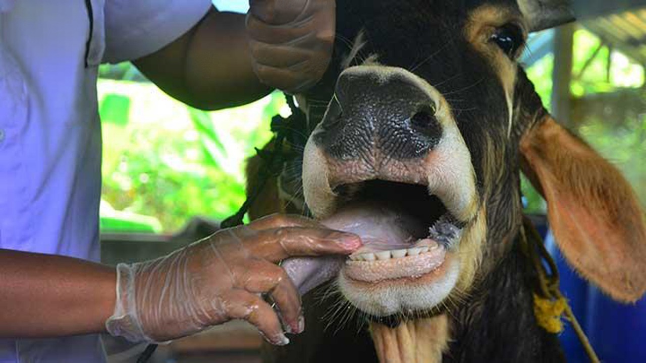 FMD symptoms in livestock