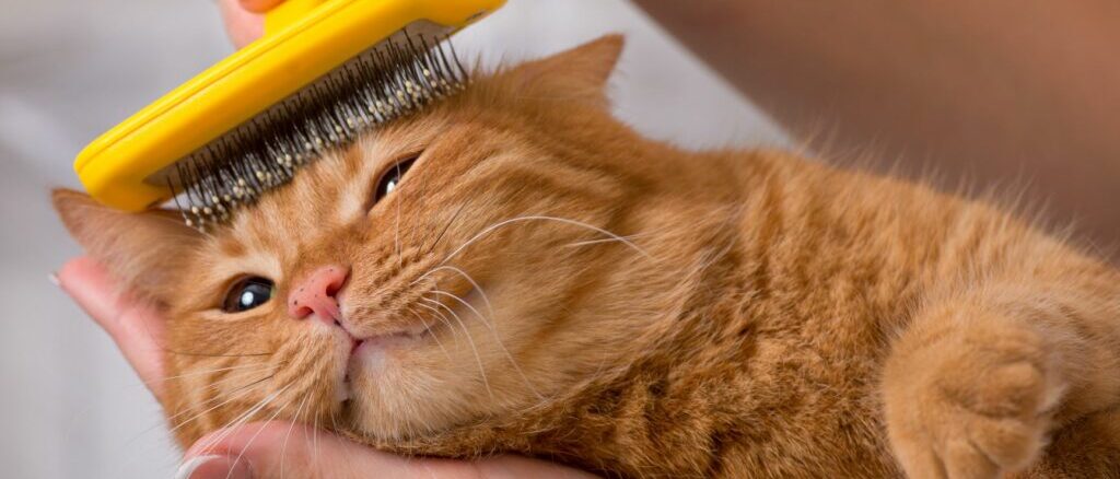 cat hairballs