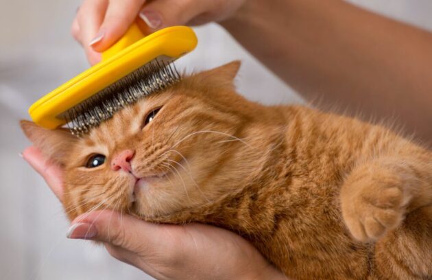 cat hairballs