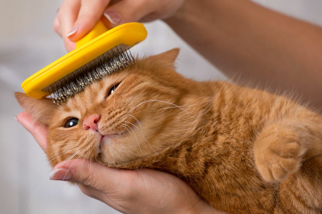 cat hairballs