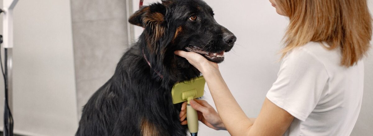 long haired dog grooming tips