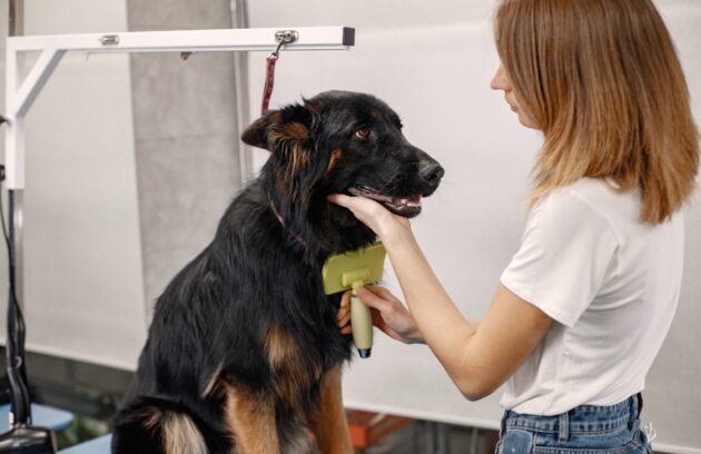 long haired dog grooming tips