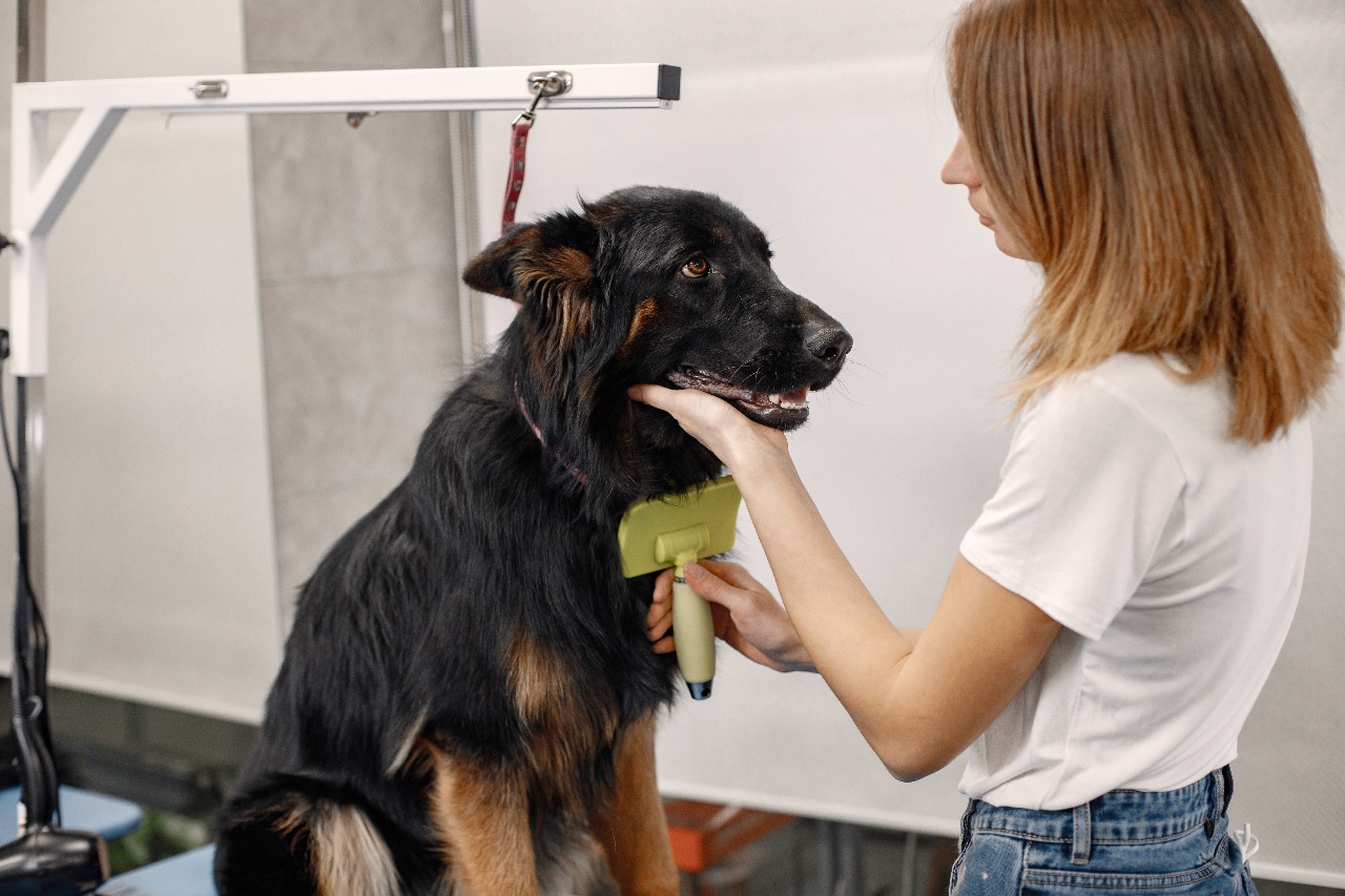 long haired dog grooming tips
