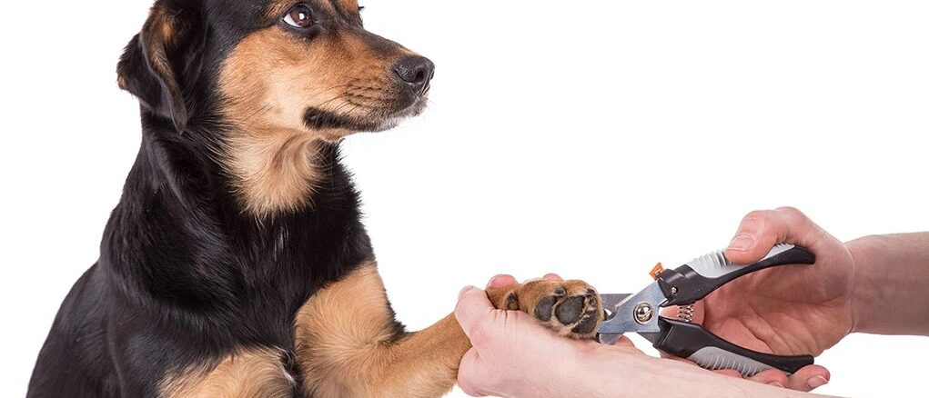 dog nail trimming