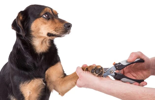 dog nail trimming