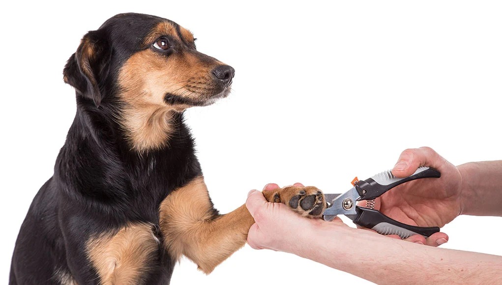 dog nail trimming