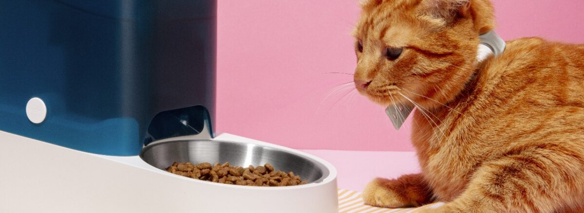kitten weaning food