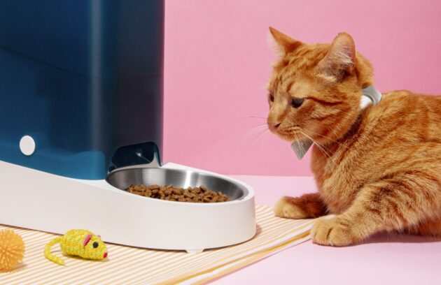 kitten weaning food