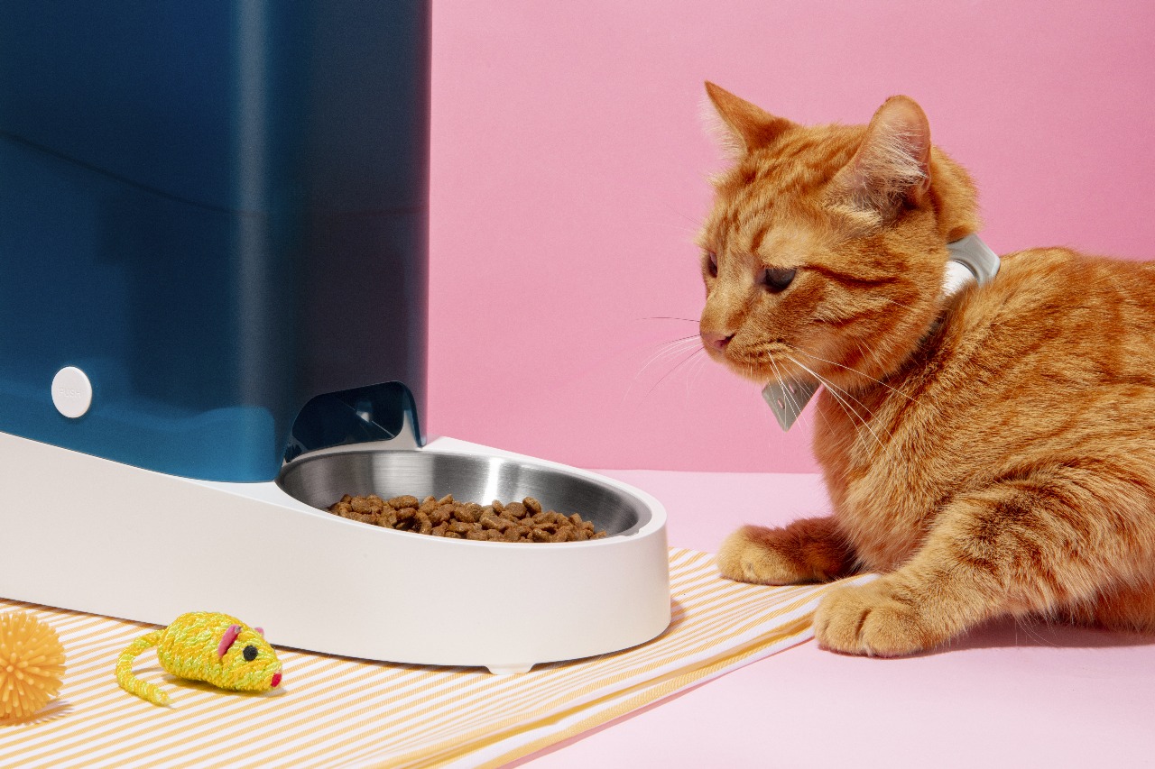 kitten weaning food