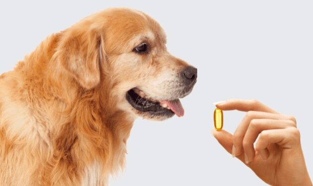 The Role of Omega Fatty Acids in Your Pet’s Skin and Coat Health