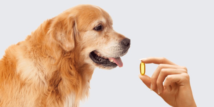 The Role of Omega Fatty Acids in Your Pet’s Skin and Coat Health