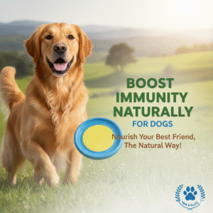 boost-pet-immunity-naturally-in-winter