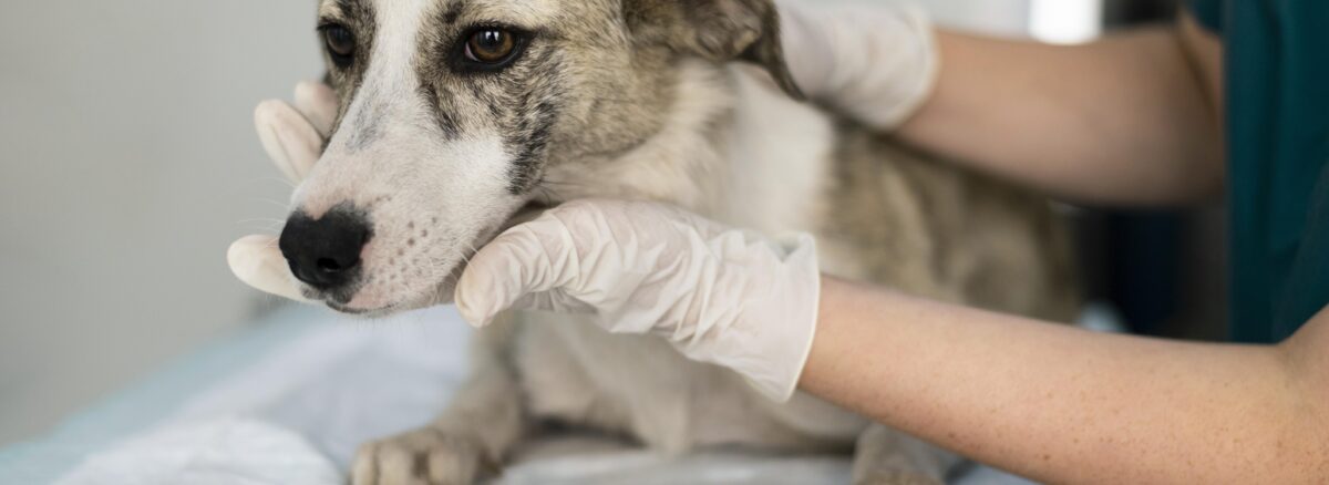 fungal infections in pets