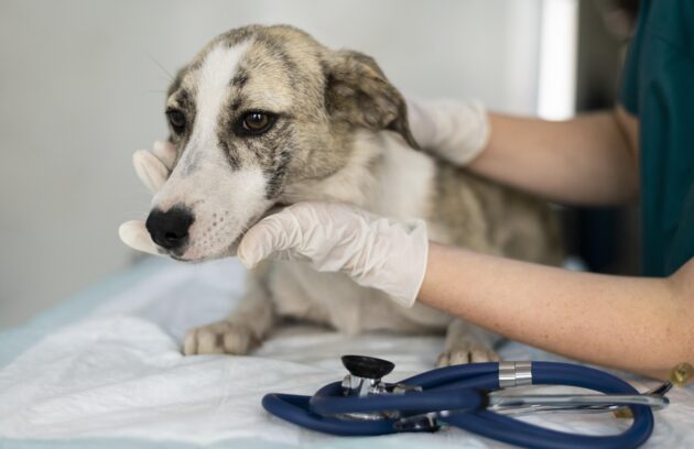 fungal infections in pets