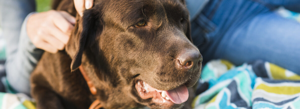 strengthen dog immune system