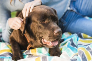 strengthen dog immune system