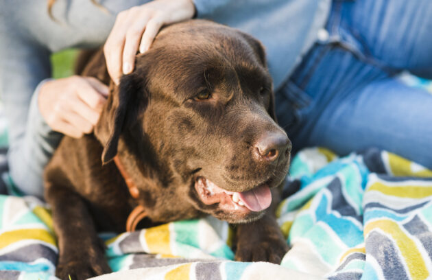 strengthen dog immune system