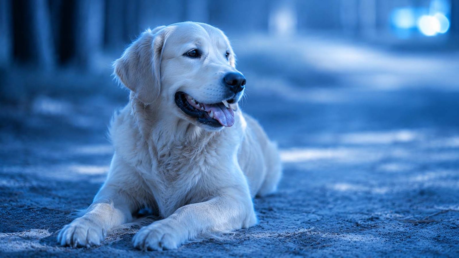 pet manufacturing